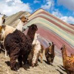 Cusco, Rainbow Mountain, and Machu Picchu 4-Day Tour - What’s Included and What to Consider