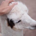 Cusco santuario de animales rescatados : "cochahuasi" - An In-Depth Look at the Cochahuasi Sanctuary Tour