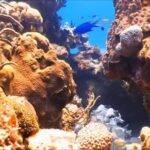 Customize Snorkeling with Option shopping Lunch & Stop local food - Thorough Breakdown of the Itinerary