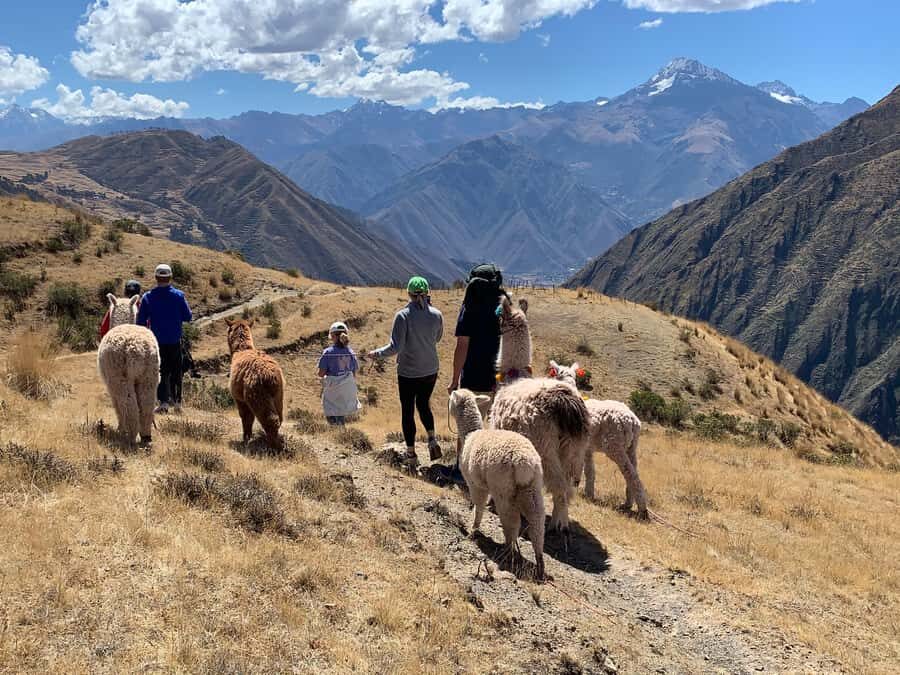 Cuzco: Nature walk with alpacas and llamas. - The Practical Details