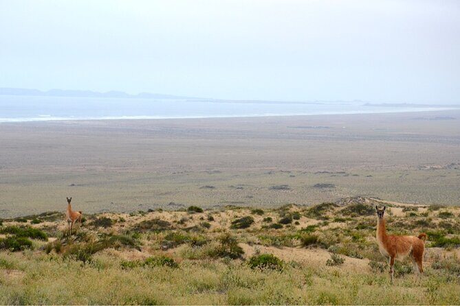 Dama Island or Chañaral Navigation Tour Humboldt Penguin Reserve - Final Thoughts