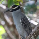 Damas Island Kayaking Mangrove Tour from Manuel Antonio - FAQ