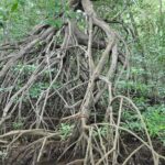 Damas Island Mangrove Boat Tour from Manuel Antonio - Final Thoughts