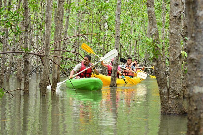 Damas Island Mangrove Kayaking Tour from Manuel Antonio - A Detailed Look at the Damas Island Mangrove Kayaking Tour