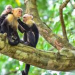 Damas Island Mangrove Tour with Monkeys - The Value of the Tour