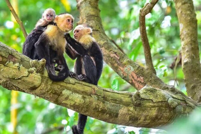 Damas Island Mangrove Tour with Monkeys - The Value of the Tour