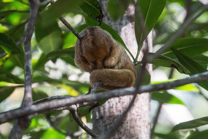Damas Mangroove Boat Tour from Manuel Antonio - Wildlife You Can Expect to Encounter