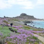 Damas or Chañaral islands: Whales & Humboldt Penguin Reserve - A Closer Look at the Tour Experience
