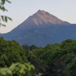 Darwin's Route: Traversing the Chilean Palm Forest - The Sum Up