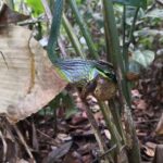 Day Hike in the National Park - An In-Depth Look at the Day Hike in Tortuguero National Park