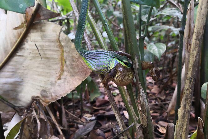 Day Hike in the National Park - An In-Depth Look at the Day Hike in Tortuguero National Park