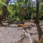 Day Pass @ Paradise Beach + Optional Gumbalimba Animal Sanctuary and/or Zip Line - Final Thoughts