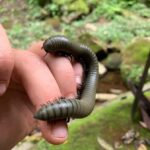 Day Tour /Amboro National Park (north side) - A Closer Look at the Experience