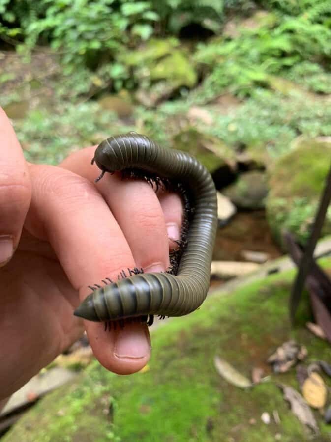 Day Tour /Amboro National Park (north side) - A Closer Look at the Experience