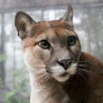 Day Tour: Doka Estate, Poás Volcano and La Paz Waterfalls - Practical Details and What It Means for You