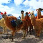 Day Tour Rainbow Mountain with Red Valley - Considerations Before Booking