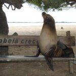 Day Tour to Isabela Island with Tintorera Islet, Snorkeling Wetlands & Flamingos - Who Should Book This Tour?