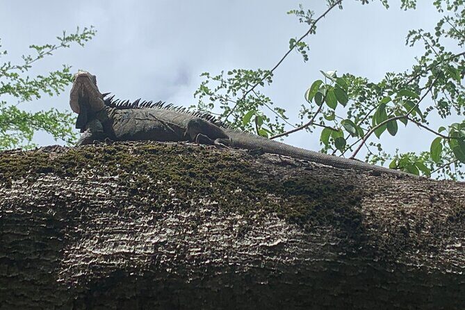 Day Trip by Boat from Le Robert - The Overall Value