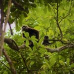 Day Trip from Guayaquil to Howler Monkey Trail and Cacao Farm - Who Will Love This Tour?