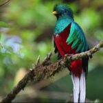 Day trip from San Jose to Monteverde Cloud Forest & Sky Adventure Park - Practical Tips for Booking and Going