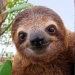 Day Trip from San Jose to Sloths & other wildlife Rescue Center - Why This Wildlife Tour Stands Out