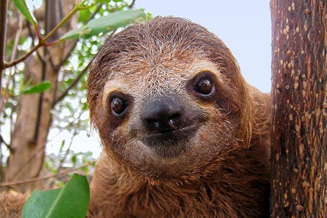 Day Trip from San Jose to Sloths & other wildlife Rescue Center - Why This Wildlife Tour Stands Out