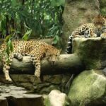 Day trip La paz Waterfall Gardens & Doka Coffee Plantations - Value and Practical Considerations