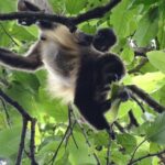 Day Trip Meet Howler Monkeys at Churute & Make Organic Chocolate - Who Would Love This Tour?