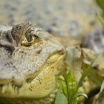 Day Trip to Caño Negro Including Río Frio Boat Experience from La Fortuna - The Experience from Booking to End
