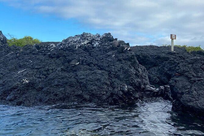 Day Trip to Isabela Island and Tintoreras in Galápagos - Practical Tips for Your Trip