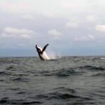 Day Trip to Isla de la Plata Mini Galápagos from Guayaquil - Final Thoughts: Is This Tour Worth It?