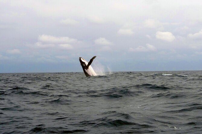 Day Trip to Isla de la Plata Mini Galápagos from Guayaquil - Final Thoughts: Is This Tour Worth It?