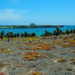 Day Trip to South Plaza Island from Puerto Ayora - A Deep Dive into the South Plaza Island Day Tour