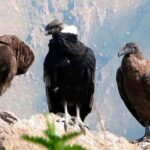 Day trip to the Colca Canyon with connection to Puno - What’s Included and What’s Not