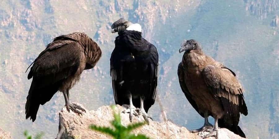 Day trip to the Colca Canyon with connection to Puno - What’s Included and What’s Not