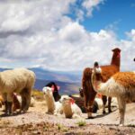 Day trip to the Colca Canyon with connection to Puno - An In-Depth Look at the Tour Experience