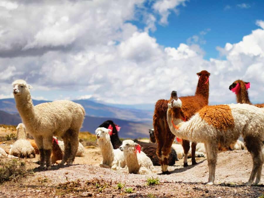 Day trip to the Colca Canyon with connection to Puno - An In-Depth Look at the Tour Experience