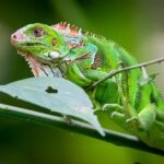 Deluxe Private Manuel Antonio Park Tour - Why This Tour is a Great Choice