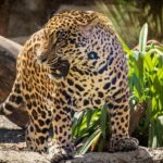 Diamante Eco Adventure Park Day Pass with Lunch - Ocean Activities and Relaxation