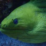 Discover Diving in Curacao - The Sum Up: Is It Worth It?