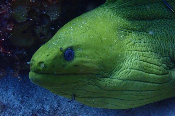 Discover Diving in Curacao - The Sum Up: Is It Worth It?