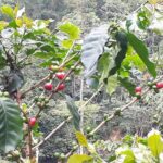 Discover Minca - A Complete Breakdown of the Discover Minca Tour