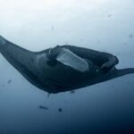 Discover Scuba Diving - Why This Tour Offers Great Value