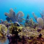 Discover Scuba Diving - DSD - Analyzing the Value