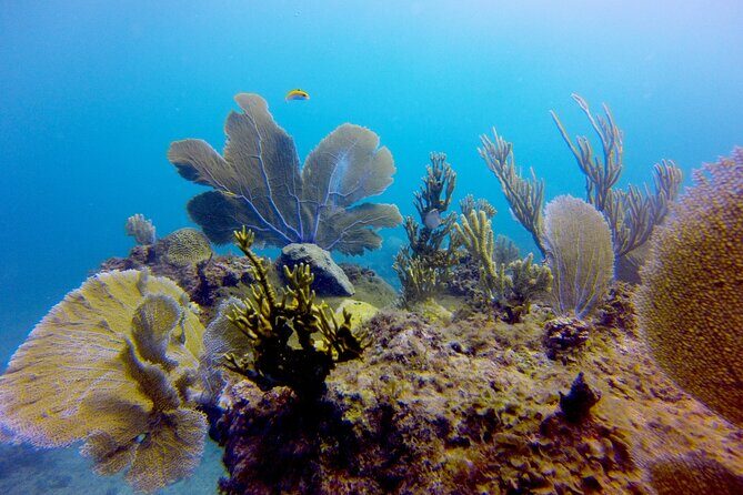 Discover Scuba Diving - DSD - Analyzing the Value