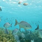 Discover Scuba Diving Experience - Summary