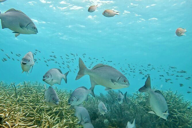 Discover Scuba Diving Experience - Summary