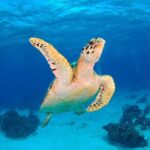 Discover scuba diving in Búzios - What the Tour Includes and What You Should Know