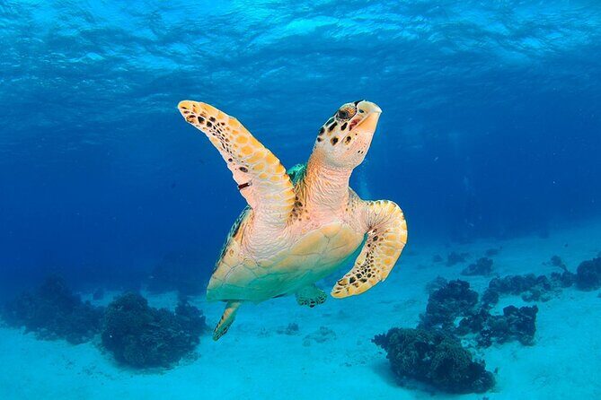 Discover scuba diving in Búzios - What the Tour Includes and What You Should Know