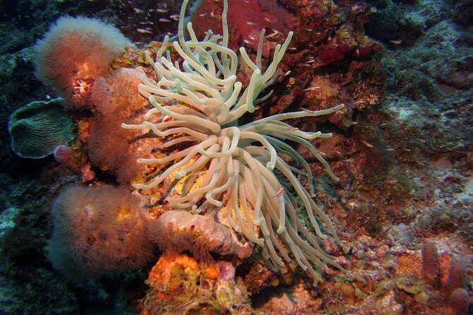 Discover Scuba Diving in Curacao - A Detailed Look at the Experience